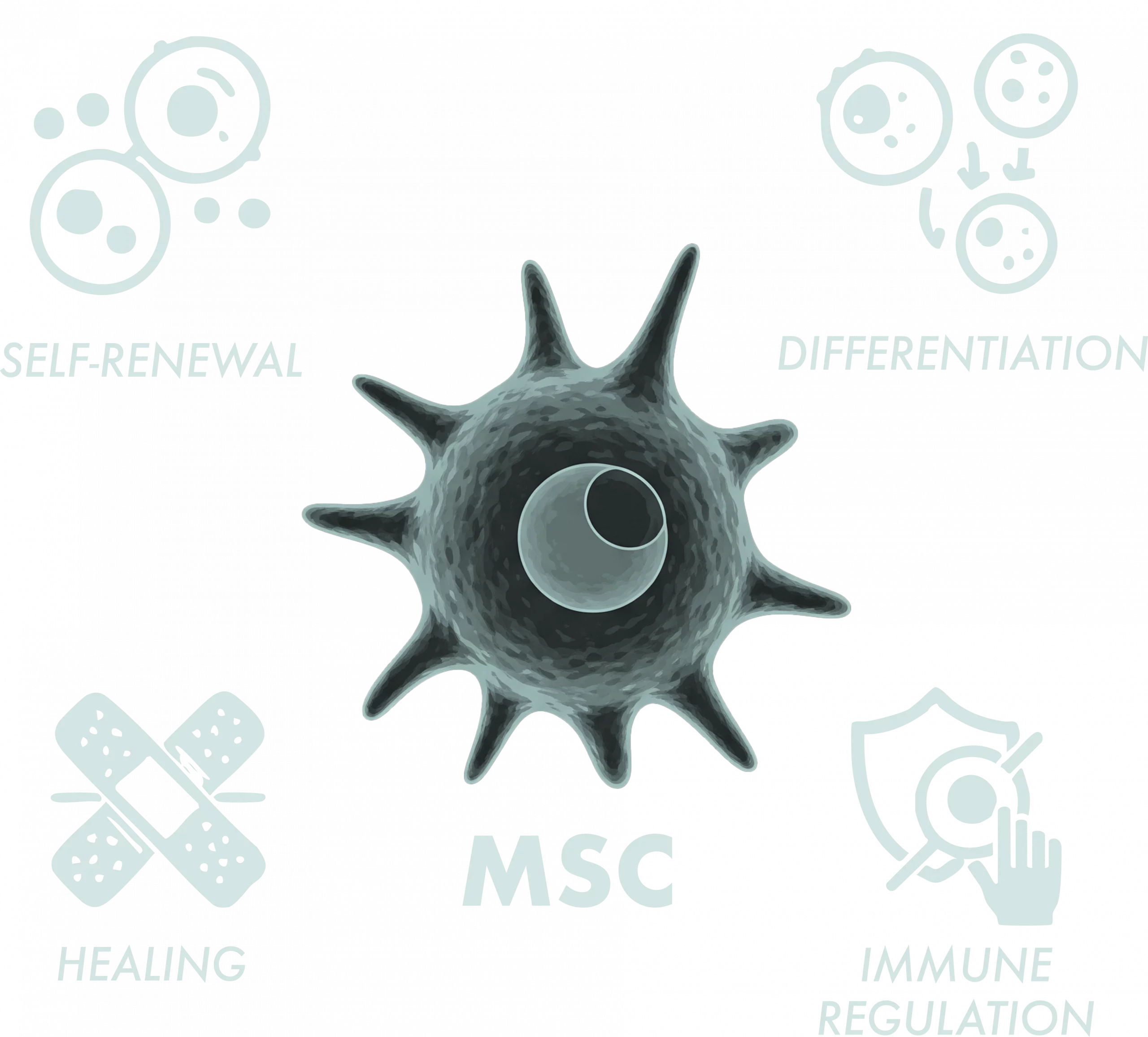 Stem Cell 01
